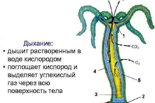 Новый адрес кракен